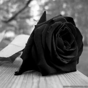 Meet your Posher, Juliana